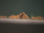 a group of red ants hunting