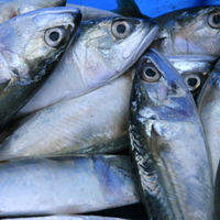 sardines Fish for sale