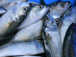 sardines Fish for sale