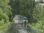 A Bullock cart @ Palakkad - Pollachi State Highway India