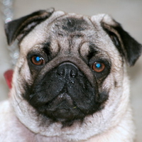 Pug