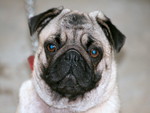 Pug