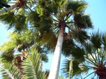 Sky palms