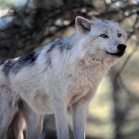 Snow Wolf - Wallpaper(HD1080p Supersharp)