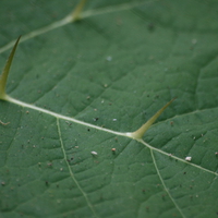 Thorn Leaf
