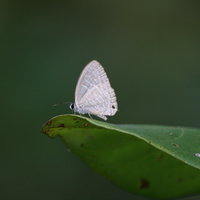 Butterfly on a leaf