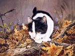 Calico cat in autumn