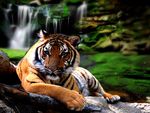 THE BEAUTY OF TIGER