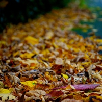 A Perspective of Fall