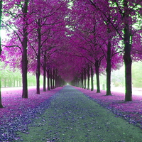 Lavender walk