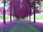 Lavender walk