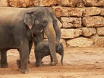 Elephants Family