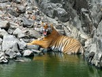 Tiger in Rocks