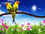 Pair Parrots over Flowers