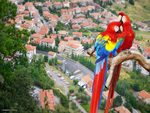 Pair Parrots over the City