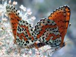 beautiful butterflies