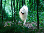 BEAUTIFUL WHITE DOG GREEN TREES