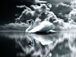 SWAN REFLECTION