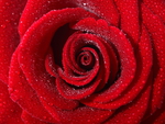 red rose