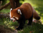 Red Panda or Firefox at Morning