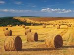 Hay Making