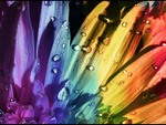Rainbow Flower