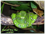 Emerald Tree Boa