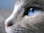 Blue Eyed Cat