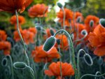 Red Flowerfield of Papaver