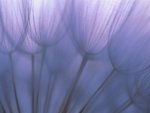 Dandelion Spores in violet Light