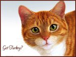GOT TURKEY?
