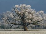 Tree with frost