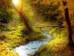 Autumn Stream