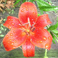 Wet Red Lilly