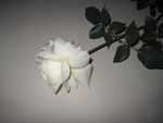 White rose