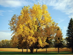 Yellow Oak Tree