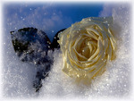 Snow Rose