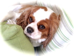  Cavalier King Charles Spaniel