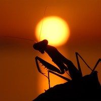 praying  at the sunset