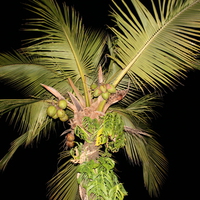 Palm tree at night