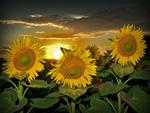 Sunflowers Sunset