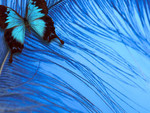 BLUE BUTTERFLY