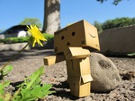 Danbo And A Flower