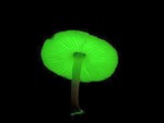 Mushroom-Glow-in-Dark