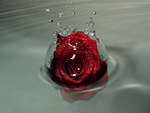 Rose In Water