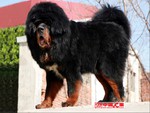 tibetan mastiff