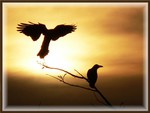 Ravens at Sunset