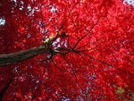 Red Canopy