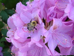 Bee on flower
