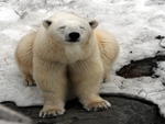 Female polar bear at l'Aquarium du Québec.